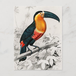 Toucan Ramphastos Illustration Vintage Kunst Print Postkarte