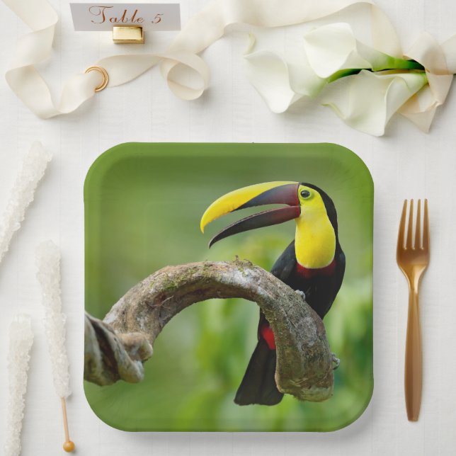 Toucan sitzt auf dem Ast im Wald Pappteller (Hochzeit)