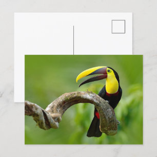 Toucan sitzt auf dem Ast im Wald Postkarte