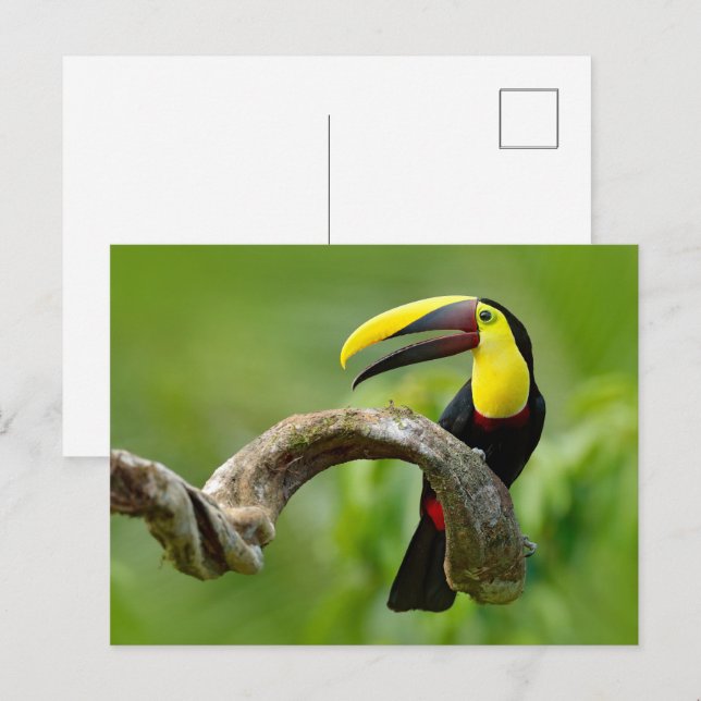 Toucan sitzt auf dem Ast im Wald Postkarte (Vorne/Hinten)