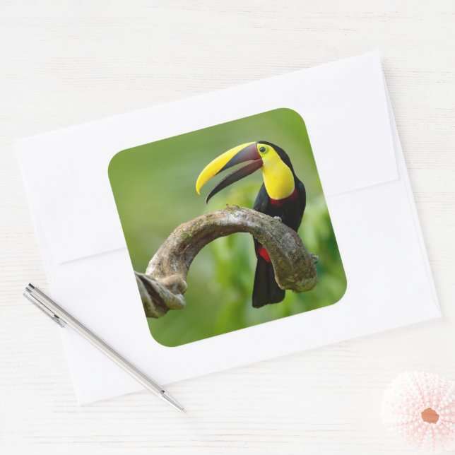 Toucan sitzt auf dem Ast im Wald Quadratischer Aufkleber (Umschlag)