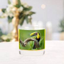 Toucan sitzt auf dem Ast im Wald