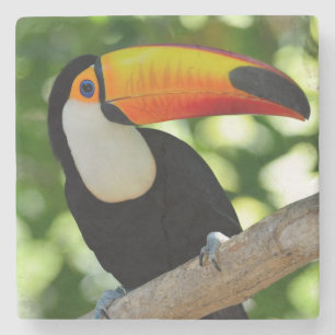 Toucan Steinuntersetzer