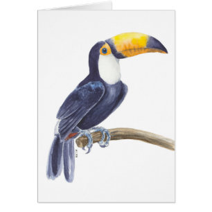 Toucan, tropischer Vogel