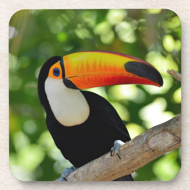 Toucan Untersetzer (Vorderseite)