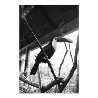 Toucan's Post (B&W) Fotodruck