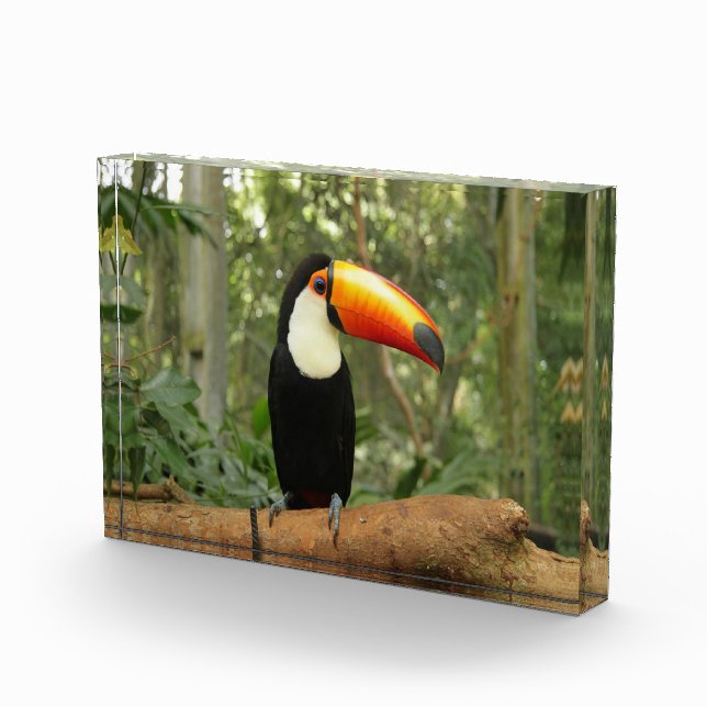 Touch auf Baumzweig Fotoblock (Rechts)