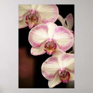 Touch von Rosa - Orchideen Poster