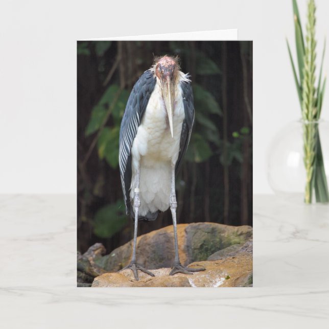 Tough Old Bird Birthday Card Karte (Vorderseite)