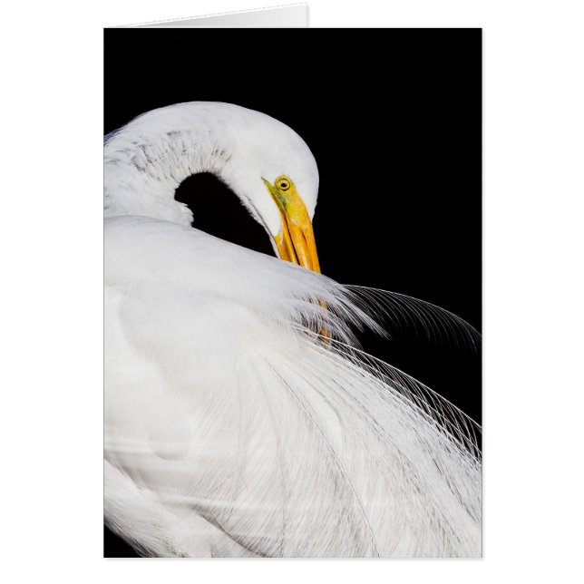 Toujours les aigrettes (Devant)