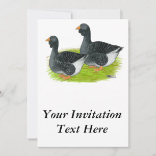 Toulouse Dewlap Geese Einladung