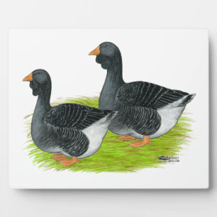 Toulouse Dewlap Geese Fotoplatte