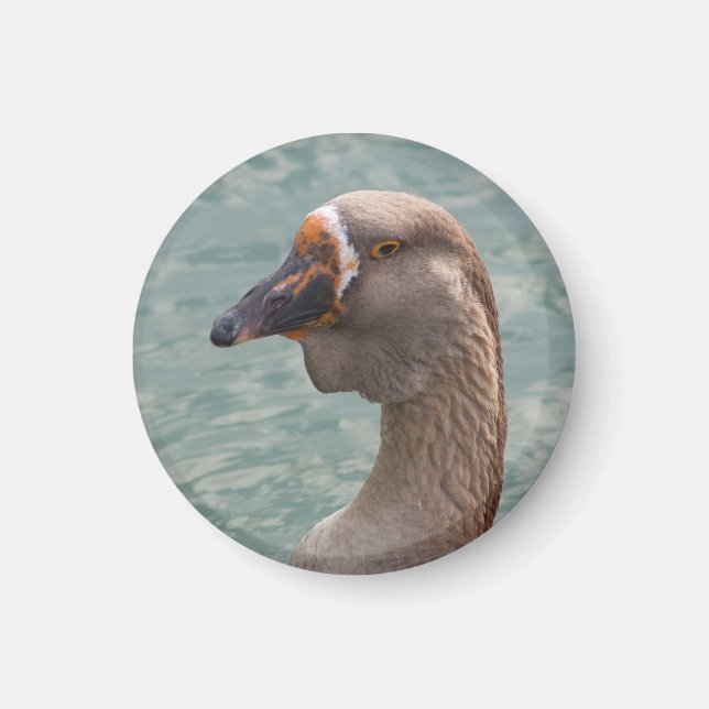 Toulouse Goose Magnet (Vorne)