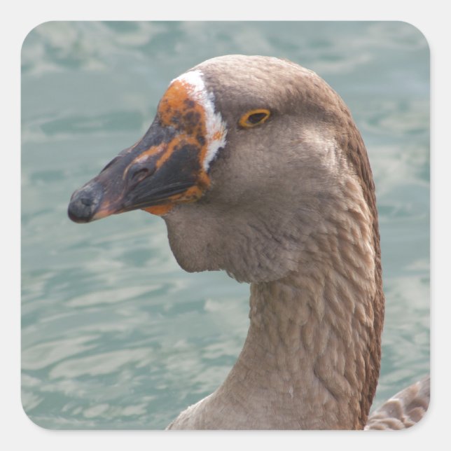 Toulouse Goose Quadratischer Aufkleber (Vorderseite)