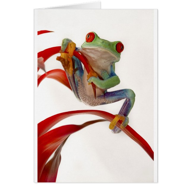 Tour d'adresse (Devant)