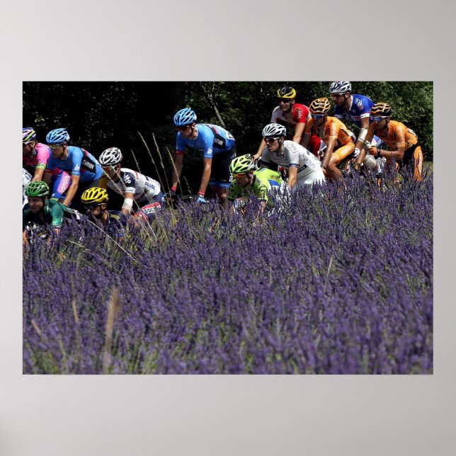 Tour de France in den Lavendeln Poster (Vorne)