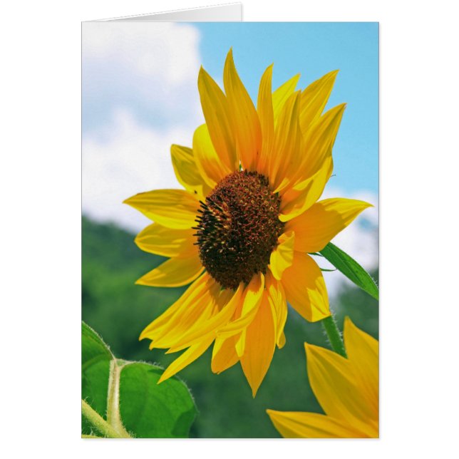 Tournesol (Devant)