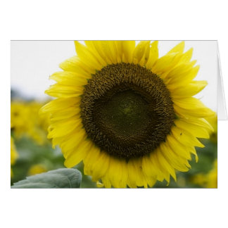 Tournesol