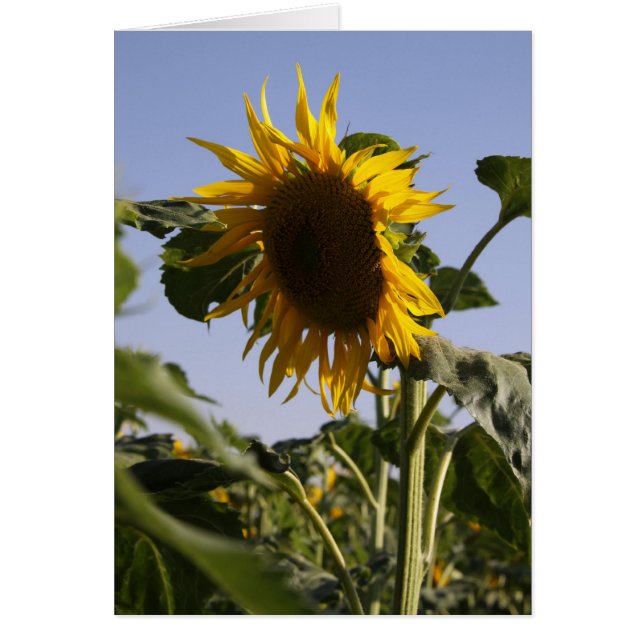 Tournesol (Devant)