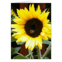 Tournesol