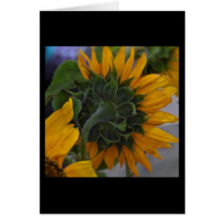 Tournesol