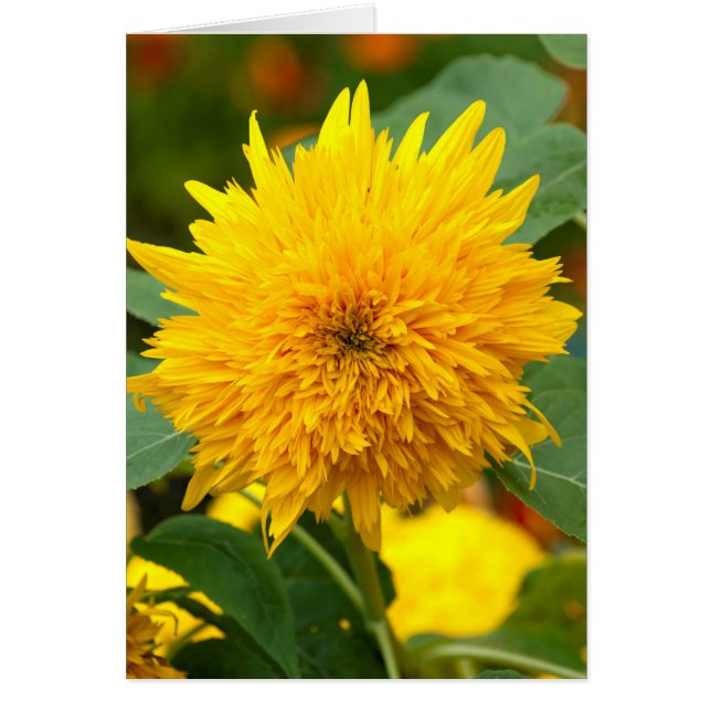 Tournesol avant floraison (Devant)