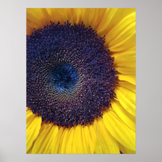 Tournesol avec le centre bleu Affiche de fermeture (Devant)