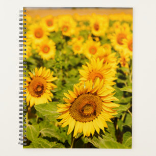 Tournesol cadeau à thème pour l'amoureux du voyage
