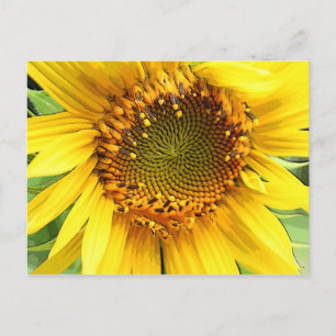 Tournesol, carte postale