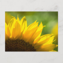 Tournesol Carte Postale - Photographie de Fleur Na