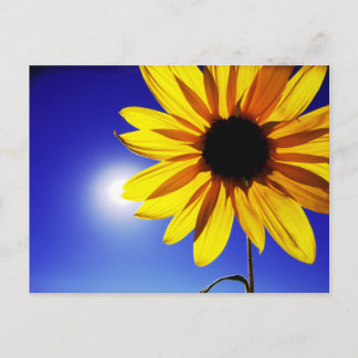 Tournesol dans la carte postale Sun