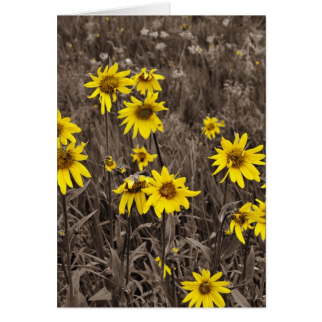Tournesol dans la Montagne Rocheuse (Devant)