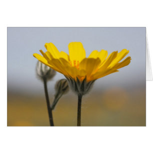 Tournesol de dune de désert