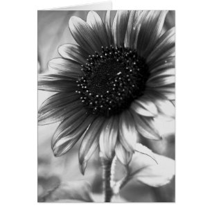 Tournesol en noir et blanc