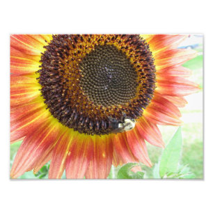 Tournesol et bourdon, photo de Boston 8x10