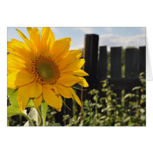 Tournesol et clôture