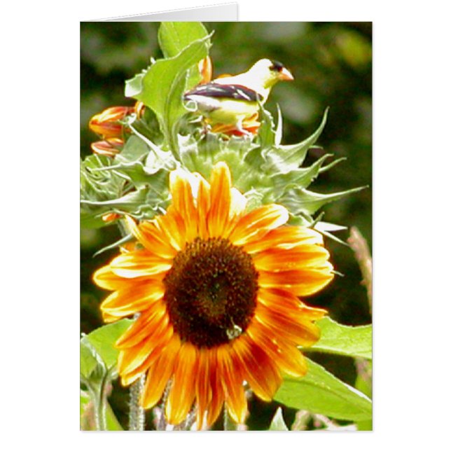 Tournesol et oiseau et abeille jaunes (Devant)