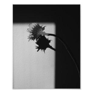 Tournesol et ombre - Photographie noir et blanc