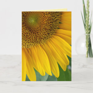 "tournesol" GREETING CARTE