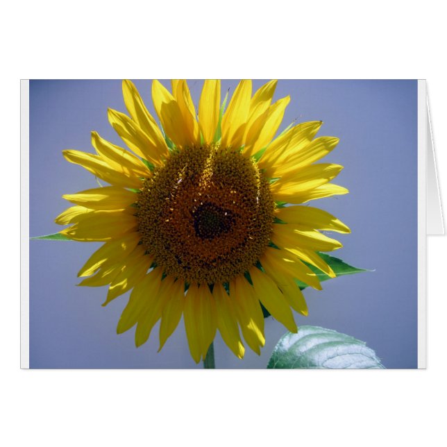 Tournesol jaune (Devant horizontal)