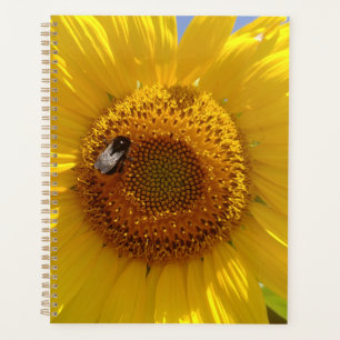 Tournesol jaune
