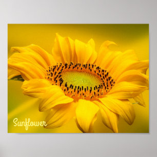 Tournesol Jaune Clair Art Mural Mat