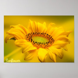 Tournesol Jaune Clair Art Mural Mat