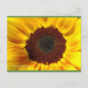 Tournesol Soleil Carte postale Blue Beach Song™