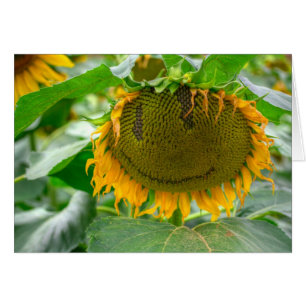 Tournesol souriant