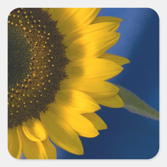 Tournesol sur Sticker Carré Bleu (Devant)