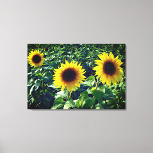 Tournesol Trio Toile Enveloppée Imprimer
