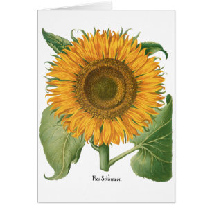 Tournesol vintage par Basilius Besler