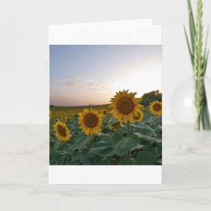 Tournesols à la carte postale de l'affiche du crép