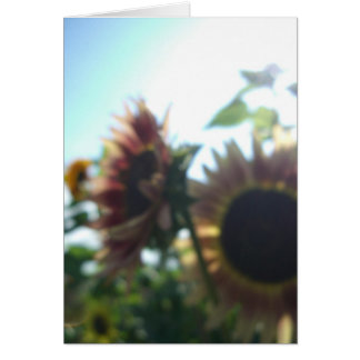 Tournesols rouges un jour ensoleillé